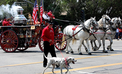 Dalmatians and Fire Trucks: A Comedic Love Affair Beyond Black and White Spots